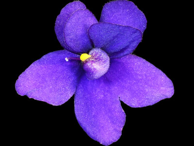 (image for) Mermaid (A&R)